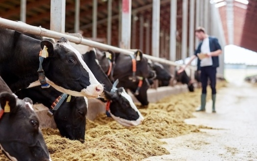 A Farm Action report, "Kings Over the Necessaries of Life," highlights that four major agricultural companies control 90% of the U.S. cotton seed market and 85% of beef processing. (Adobe Stock)