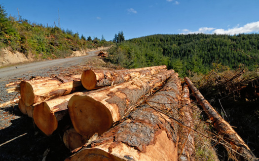 Oregon's lumber output of more than 6 billion board feet in 2021 accounted for about 17% of total U.S. production. (Kirk/Adobe Stock)