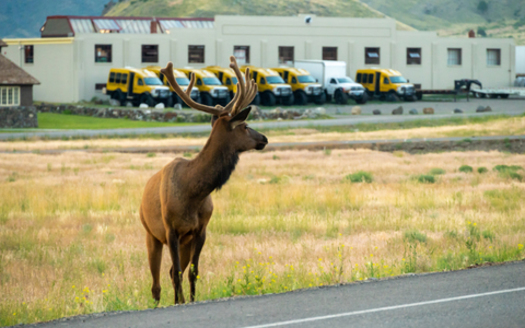 The Oregon Department of Fish and Wildlife and the Oregon Department of Transportation mapped out wildlife collision 
