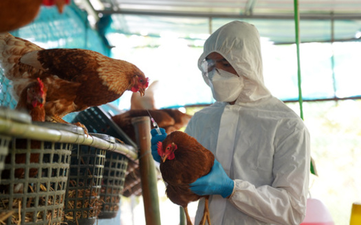Federal agencies are ramping up efforts to contain avian flu, with the U.S. Department of Agriculture rolling out a $1 billion plan focused on biosecurity, financial relief for affected producers and research into possible vaccines for poultry. (Adobe Stock)
