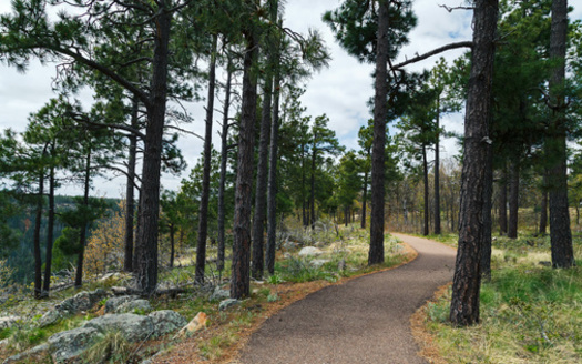 In 2023, human-caused fires accounted for 71% of all fires across the state, on all land jurisdictions, according to the Arizona Department of Forestry and Fire Management. (Adobe Stock) 