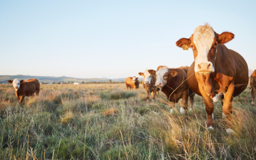 A report from Farm Action called 