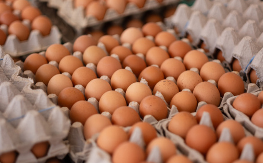 The combination of inflation and avian influenza has caused egg prices to rise more than 350% per dozen compared to last year, according to the American Farm Bureau. (Adobe Stock)