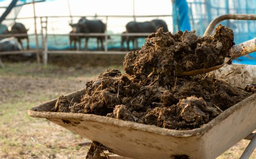 Iowa factory farms dump approximately 109 billion pounds of manure each year, much of which winds up in nearby groundwater, according to Food and Water Watch. (Adobe Stock)
