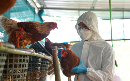 Preventive steps for poultry farmers regarding bird flu include restricting bird movement and enhancing farm sanitation practices. (PordeeStudio/Adobe Stock)