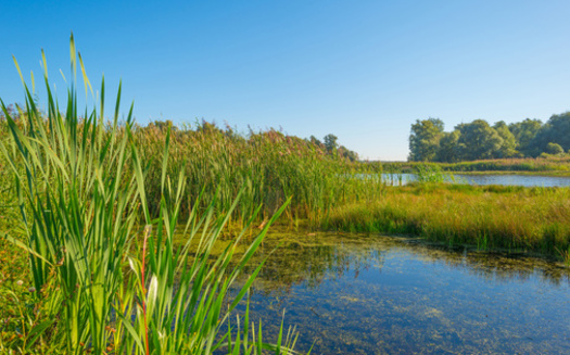 Iowa has about 400,000 acres of wetlands, down from an estimated 4 to 6 million acres, according to the U.S. Department of Agriculture. (Adobe Stock)