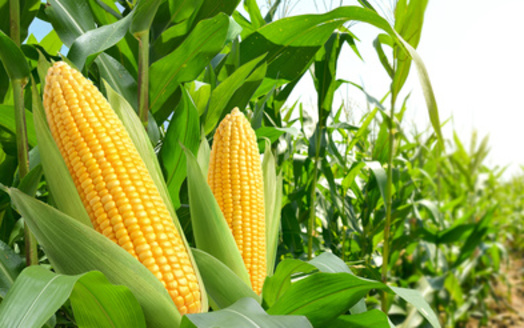 Nebraska harvested 9.5 million acres of corn in 2023, making it the third-largest corn producing state in the country. (Adobe Stock) 
