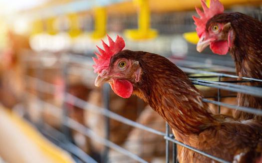 Steps for poultry farmers to prevent bird flu include restricting birds' movement and enhancing farm sanitation practices. (Adobe Stock)