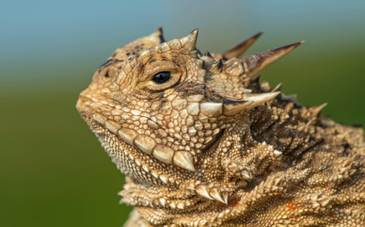 El lagarto cornudo de Texas est actualmente catalogado como especie amenazada. Se encuentra desde el centro-sur de Estados Unidos hasta el norte de Mxico, en gran parte de Texas, Kansas, Nuevo Mxico y Oklahoma. (David McGowen/Adobe Stock)