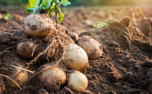 Potatoes are one of 200 crops pivotal to the U.S. food system. DOGE has made cuts to the U.S. agency that maintains the crops' genetics and seed supply. (Adobe Stock)