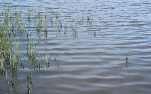 Advocates say completing the Ocklawaha River restoration project would benefit Florida's largest spring, Silver Springs, and the 20 lost springs of the Ocklawaha River. (Adobe Stock) 