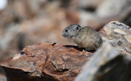 El Fondo para la Conservacin del Hbitat ha protegido a muchas especies, incluida la pika, que habita en las zonas altas de la Sierra Nevada. (Beth Pratt/NWF)