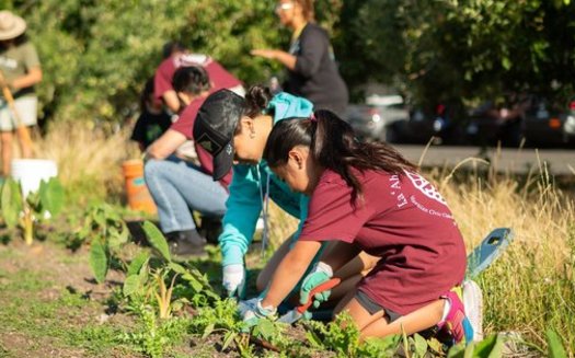 Voluntarios cultivan taro en Oregon, un cultivo fundamental en las tradiciones hawaianas. (KALO HCC)