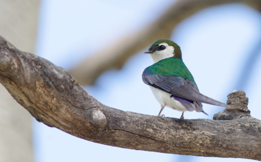 Casi 150 de las 500 especies de aves de Nuevo Mxico necesitan conservacin, segn el borrador del Plan de Accin de Vida Silvestre del Estado de Nuevo Mxico para 2025. (spatesphoto/Adobe Stock)