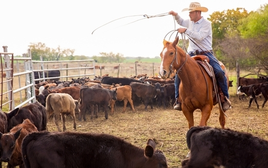 Until the 1960s, the New World screwworm was common across Mexico and the southern United States. But it was thought to be eradicated in the late 1950s. (Adobe Stock)