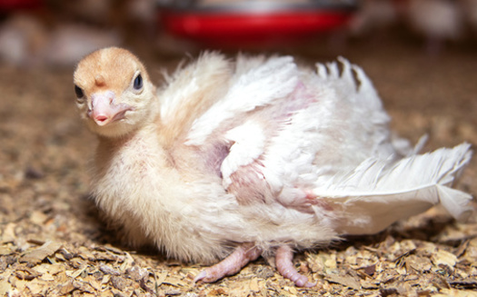 California law bans unnecessary animal suffering but enforcement is rare in large-scale factory farms.(Adobe Stock)