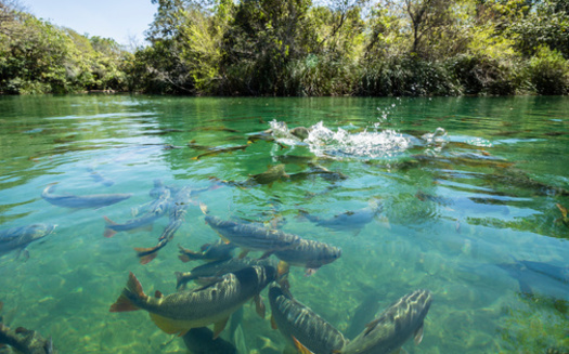 The Kickapoo River carries water to the Gulf of Mexico where contaminants like manure contribute to an oxygen-depleted area known as the "dead zone," that can kill marine life. (Adobe Stock)