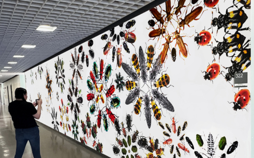 Dr. Tierney Brosius' friend, professor and fellow artist, Wendy DesChene, and her husband helped to photograph insects for an eight-foot-tall display. (Wendy DesChene) 
