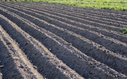 According to the U.S. Census Bureau, Arkansas farmers sell almost $14 billion in goods annually. (Pawel/Adobe Stock)