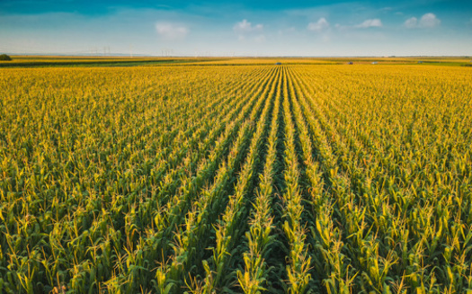 Nebraska farmers harvested 1.89 billion bushels of corn in 2024, ranking it third highest in the nation, according to the Nebraska Corn Board. (Adobe Stock)