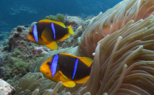 Deep-sea habitats like this one in American Samoa are being considered for mineral mining projects. (Susanna Pershern/Submerged Resources Center)