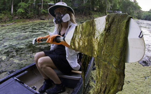 Lesley Gamble paddles through green slime outbreak on the Santa Fe River on May 22, 2012. Photo by John Moran.