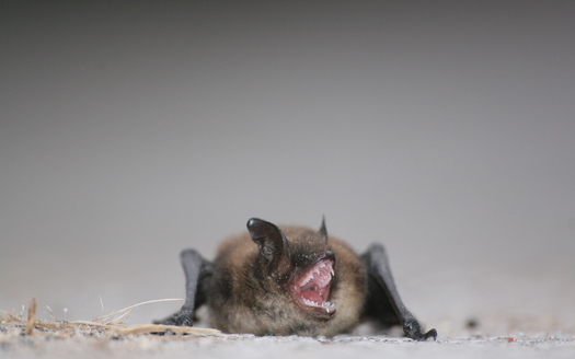 PHOTO: Bats get a bad rap, but farmers need them. 