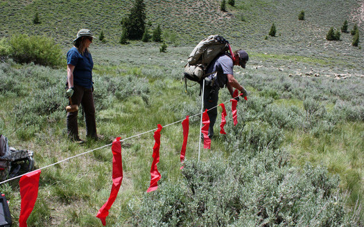 PHOTO: Turbo fladry (portable electric flag fencing) being set up. Photo credit: Deborah Smith