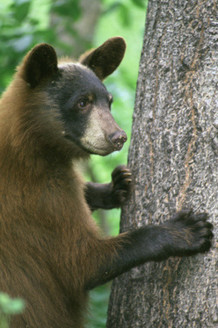 PHOTO: Young black bear. Photo credit: U.S. Fish and Wildlife Service