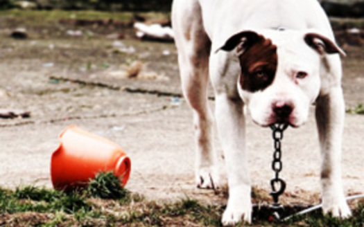 Dog chained. Photo credit: Humane Society of the United States