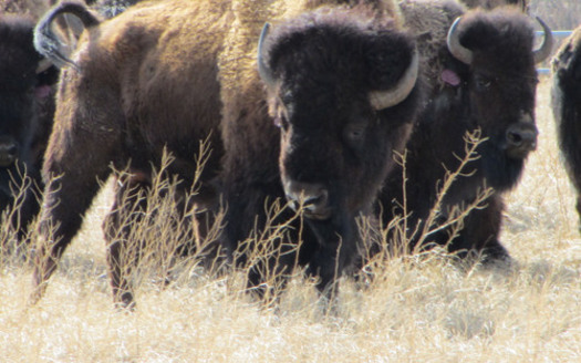 PHOTO: Bison that need to be transferred. Photo credit: Garrit Voggesser
