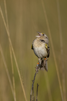 PHOTO: Florida Grasshopper Sparrow, Courtesy Christina Evans