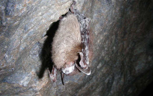 PHOTO: Little brown bat with white-nose syndrome. Photo credit: Marvin Moriarty/USFWS