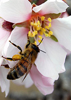 PHOTO: Honeybee on flower. Photo credit: Jeff Pettis, U.S. Agricultural Research Service.