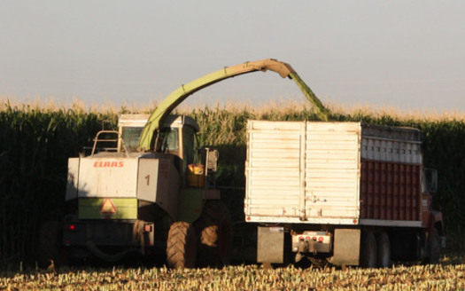 PHOTO: Corn being harvested. Photo credit: Deborah C. Smith