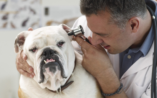 Every year, hundreds of thousands of dogs and cats are diagnosed with cancer.  Image by  Royalty-Free/Corbis