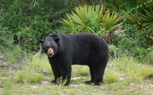 Photo: Black bear in Florida wild, Courtesy: Bruce Britt