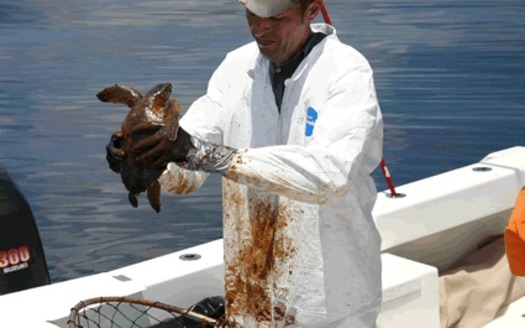 PHOTO: Oiled turtle is recovered from Gulf of Mexico by NOAA Scientist following the 2010 spill. Courtesy of NOAA.
