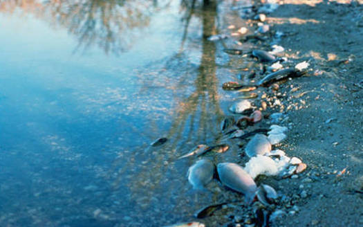 PHOTO: This U.S. Fish & Wildlife Service photo shows fish casualties the agency says were the result of pesticide contamination. Courtesy of USFWS.