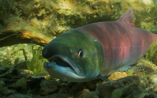 PHOTO: Idaho's Sockeye salmon named one of the most endangered species in the nation. Photo courtesy of Save Our Wild Salmon.