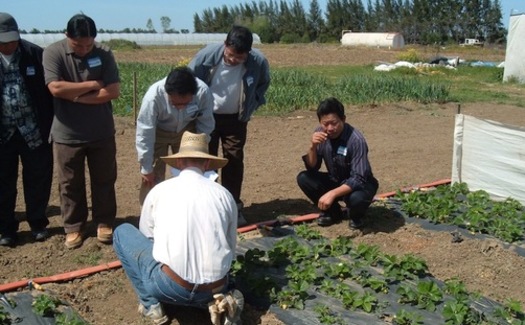 PHOTO: Mien growers learning about sustainable strawberry production in a program that's at risk of losing funding if Congress doesn't act on a farm bill soon. Photo credit: NCAT
