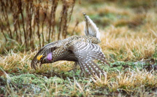 PHOTO: A coalition of wildlife, sporting and conservation groups is pushing for full funding of National Wildlife Refuges. Sharp-tailed grouse are found in the Medicine Lake NWR in Montana. Credit: USFWS