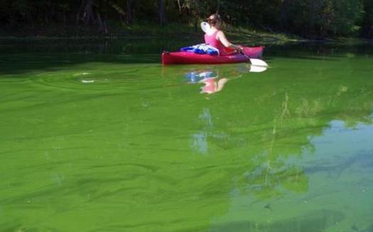 Photo: Santa Fe river slime outbreak, May 2012. Courtesy: Merrillee Malwitz-Jipson photo.<br />