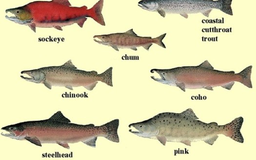 GRAPHIC: NOAA is reaching out to stakeholders in what could signal a more collaborative approach to saving endangered Northwest salmon and steelhead. But can they all swim in the same direction?