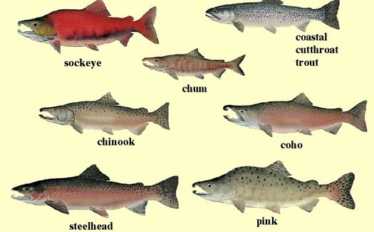 GRAPHIC: NOAA is reaching out to stakeholders in what could signal a more collaborative approach to saving endangered Northwest salmon and steelhead. But can everybody swim in the same direction?