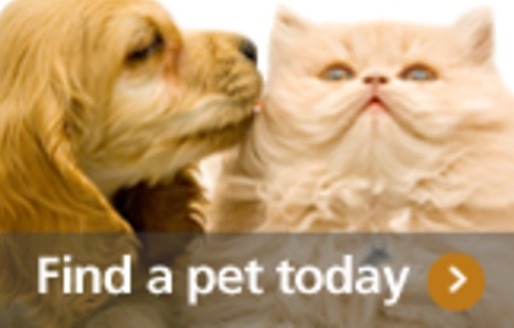 Cat and Dog - Find your perfect match at a local shelter or rescue organization.