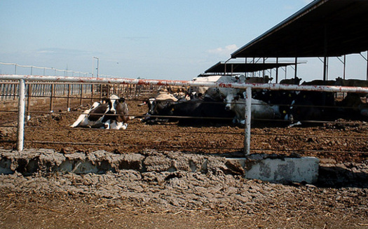 PHOTO: Even cows in the San Joaquin Valley could benefit from safer drinking water, under new rules to reduce the amounts of fertilizer and other chemicals in the water supply.
