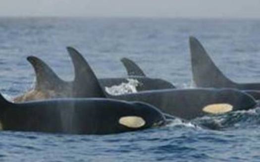 Photo: National Marine Fisheries Service considering petition to delist Southern Resident killer whales