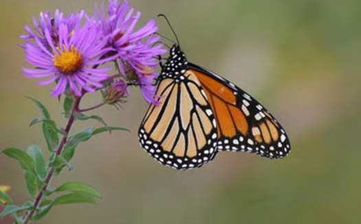 PHOTO: Many butterflies in Maryland and throughout the Northeast are shifting their ranges north as the climate changes.