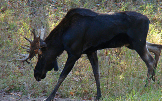 PHOTO: A report from the National Wildlife Federation cites climate change as a contributing factor in the declining moose population in Minnesota. CREDIT: amyhrer
